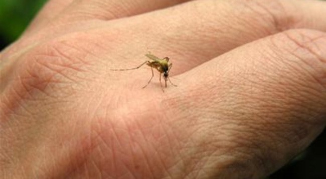 Muỗi cắn bị bầm tím – Phản ứng ngoài dai khi bị muỗi cắn