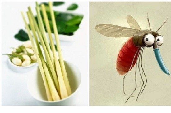 Chống muỗi tại nhà – Cách diệt muỗi hiệu quả không độc hại